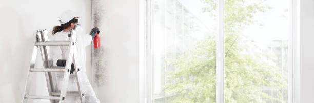 Professional Mold Removal in Lawrenceville, NJ